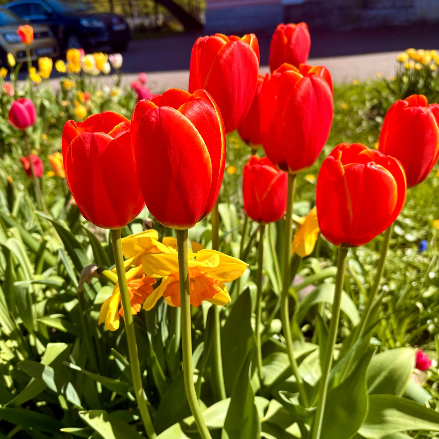 Red tulips in a garden with blurred background